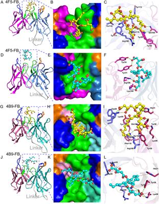 Development of Fluorescence Polarization Immunoassay With scFv to Detect Fumonisin Bs in Maize and Simultaneous Study of Their Molecular Recognition Mechanism